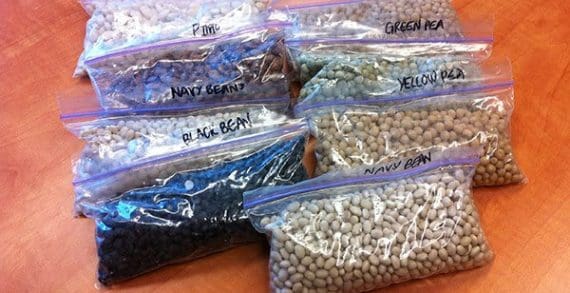 A finger on the pulse of Alberta’s legume crops A finger on the pulse of Alberta’s legume crops