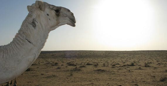 The Saudi-Canada spat and the New World Order of Oil The Saudi-Canada spat and the New World Order of Oil