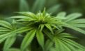 What you need to know about travelling with cannabis What you need to know about travelling with cannabis