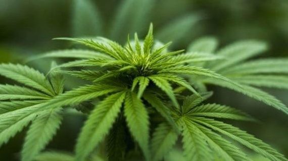 What you need to know about travelling with cannabis What you need to know about travelling with cannabis