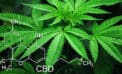 Town holding off on cannabis retailer decision Town holding off on cannabis retailer decision