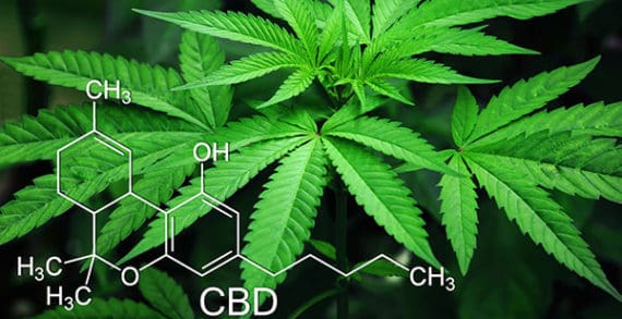 Too many bureaucratic hurdles for cannabis research Too many bureaucratic hurdles for cannabis research