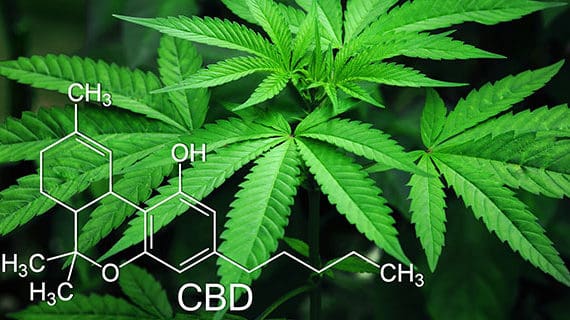 Too many bureaucratic hurdles for cannabis research Too many bureaucratic hurdles for cannabis research