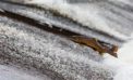 Putting Columbia River salmon restoration at risk Putting Columbia River salmon restoration at risk