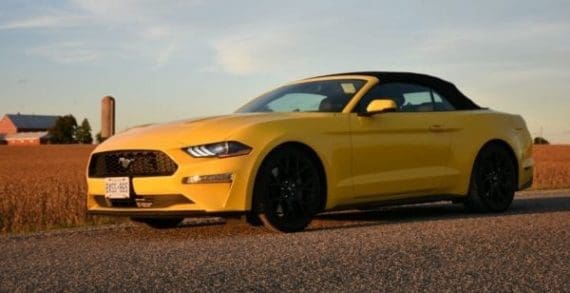 This pony has the speed and performance of a thoroughbred This pony has the speed and performance of a thoroughbred