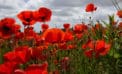 Was the Armistice of 1918 a triumph or tragedy? Was the Armistice of 1918 a triumph or tragedy?