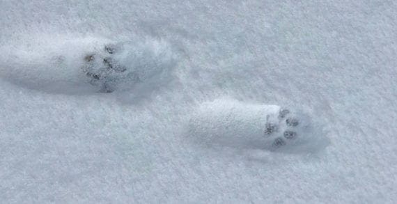 You never really know what’s following you until it snows You never really know what’s following you until it snows