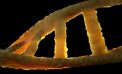 Using genes to attack disease with precision Using genes to attack disease with precision
