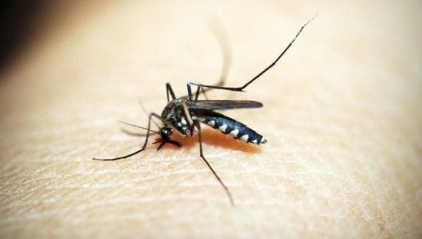 Town focusing on mosquitoes early in season