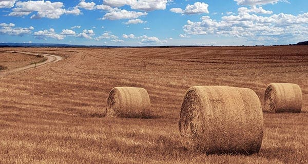 Realized net income for Canadian farmers declines