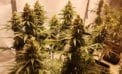Navigating the cannabis cultivation question when buying real estate Navigating the cannabis cultivation question when buying real estate
