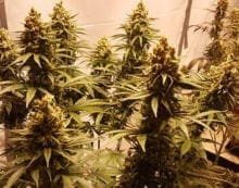 Navigating the cannabis cultivation question when buying real estate Navigating the cannabis cultivation question when buying real estate
