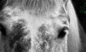 Medical cannabis being launched for horses Medical cannabis being launched for horses