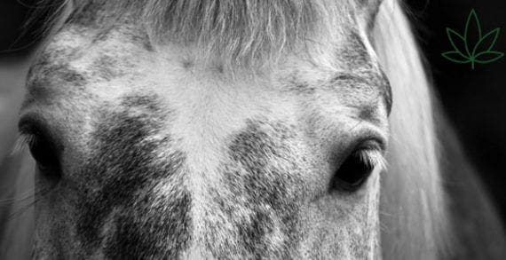 Medical cannabis being launched for horses Medical cannabis being launched for horses