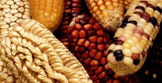 Planting the seeds for broader understanding of food’s origins Planting the seeds for broader understanding of food’s origins