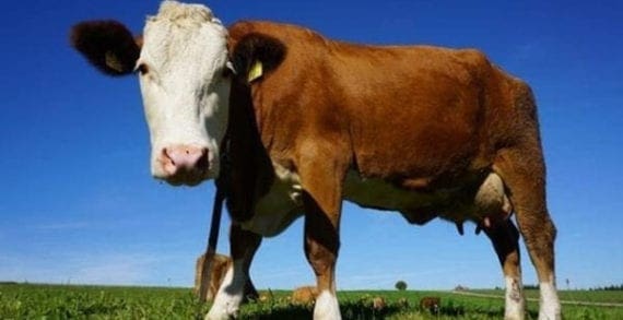 All the food we eat has been modified by humans All the food we eat has been modified by humans