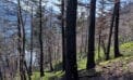 Travel Insider: Post-fire Waterton; Calgary chef cruises to celeb status; a ‘vine’ sleep Travel Insider: Post-fire Waterton; Calgary chef cruises to celeb status; a ‘vine’ sleep