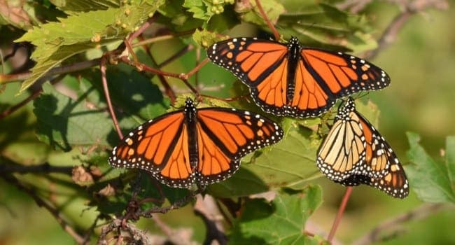 Monarch butterflies here today, gone tomorrow