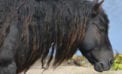 wild horses sable island The amazing wild horses of Sable Island