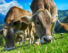 cattle farming cows agriculture Consumer trust in agriculture is waning