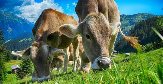 cattle farming cows agriculture Trudeau’s carbon tax short-sighted in so many ways