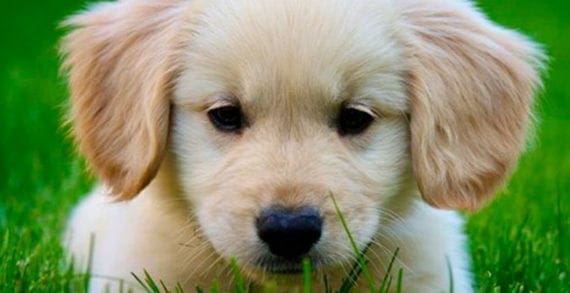 Golden retriever pup A pet brings many upsides. But inevitably there is loss too