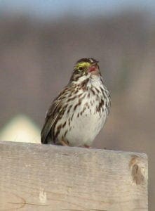 Savannah Sparrow mating birds