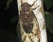 Cicada Serenaded by cicadas