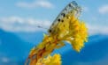 butterfly climate change nature Butterflies ‘sentinels’ of climate change in mountain ecosystems