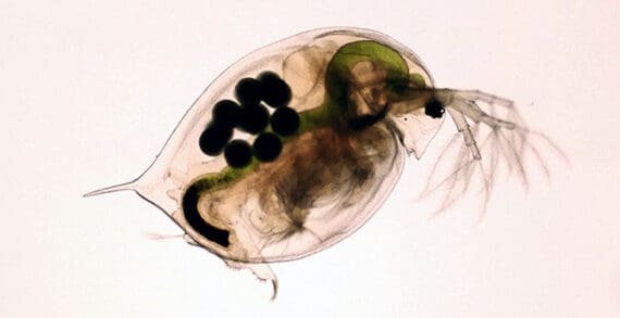 fresh water flea Common sunscreen ingredients dangerous for freshwater ecosystems