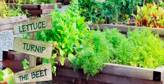 Canadians embracing the joy of pandemic gardening Canadians embracing the joy of pandemic gardening