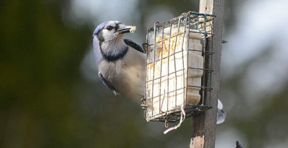 Bird feeder Get those bird feeders up and enjoy the show