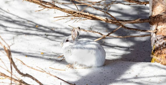 The snowshoe hare Less winter snow could spell disaster for snowshoe hares