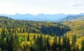 albeta forest nature Alberta’s forest industries focus of new U of A research chair
