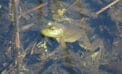 amphibian frog nature Do reptiles and amphibians actually hibernate during winter?