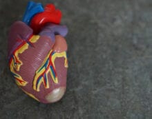 Heart illustration Protein that blocks body’s ability to clear bad cholesterol identified