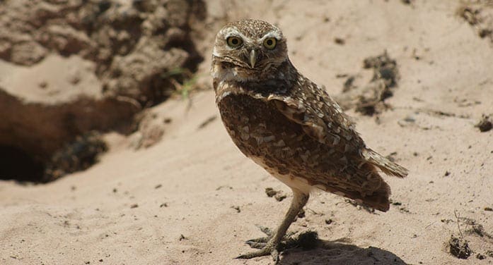 burrowing owl nature birds wildlife