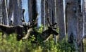 mountain caribou How changing boreal forests could affect caribou