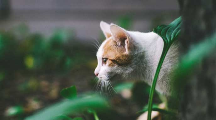 Is your cat outside killing wildlife right now?