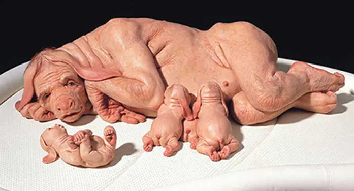 human aninal hybrids Science gone bad: the pursuit of human-animal hybrids