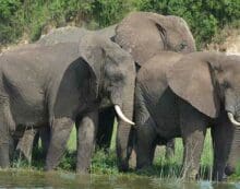 elephants nature wildlife animals What’s in a name when it comes to groups of animals?