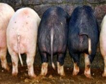 Pigs Bureaucrats living high off the hog at taxpayers expense