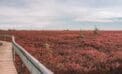 Miscou Island Acadian Peninsula New Brunswick Atlantic Canada flowers New Brunswick’s Acadia region a hidden gem