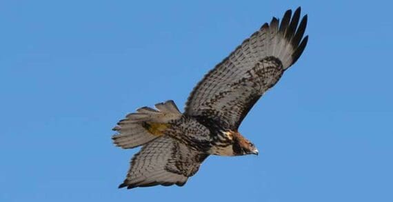 red tailed hawk nature wildlife bird Raptors on the move are a sight to behold