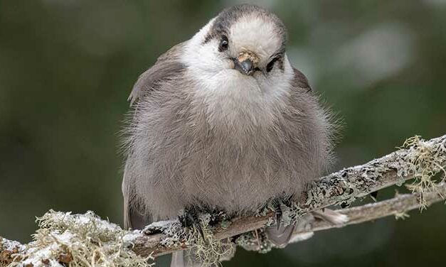 Canada Jay is the best choice to be our national bird